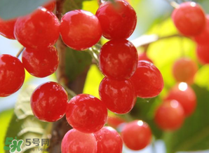 櫻桃批發(fā)價多少錢一斤？2017櫻桃批發(fā)價多少？