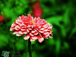 3月份開什么花？3月份開的花有哪些？