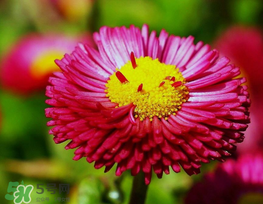 3月份開什么花？3月份開的花有哪些？