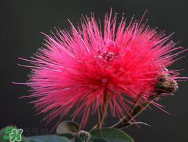 3月份開什么花？3月份開的花有哪些？