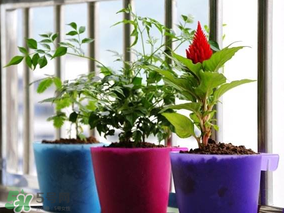 3月份適合種什么花？3月份種什么花？