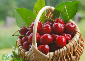 櫻桃發(fā)霉還能吃嗎？櫻桃長霉還能吃嗎？