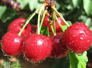 櫻桃發(fā)霉還能吃嗎？櫻桃長霉還能吃嗎？