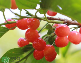 櫻桃發(fā)霉還能吃嗎？櫻桃長霉還能吃嗎？