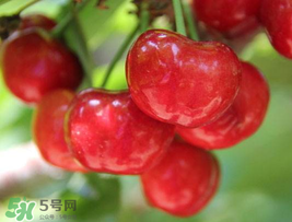 櫻桃為什么這樣紅？櫻桃為什么是紅色？