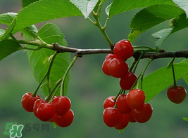 櫻桃為什么這樣紅？櫻桃為什么是紅色？