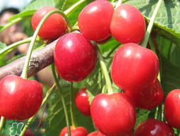 櫻桃為什么有一股藥味？櫻桃有藥味怎么辦？