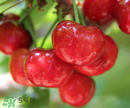 櫻桃為什么有一股藥味？櫻桃有藥味怎么辦？