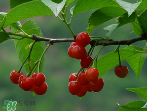 櫻桃一天吃多少合適？櫻桃一天最多吃多少？