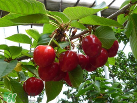 櫻桃裂開還能吃嗎？櫻桃底部開裂能吃嗎？