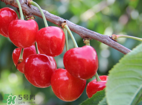 櫻桃裂開還能吃嗎？櫻桃底部開裂能吃嗎？