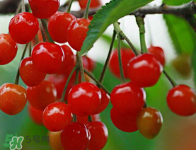 櫻桃裂開還能吃嗎？櫻桃底部開裂能吃嗎？