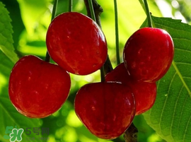 櫻桃為什么有蟲？櫻桃里面有蟲能吃嗎？