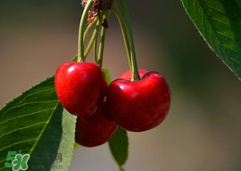 櫻桃為什么有蟲？櫻桃里面有蟲能吃嗎？