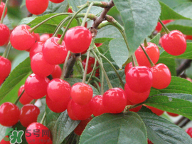 櫻桃什么時候成熟？櫻桃什么時候上市？