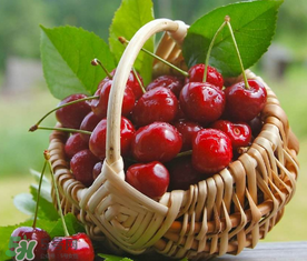 櫻桃什么時候成熟？櫻桃什么時候上市？