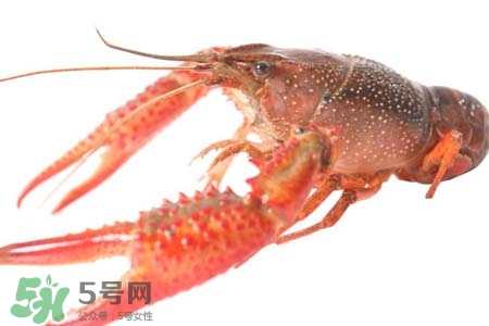 小龍蝦怎樣清洗？小龍蝦怎么洗最干凈？