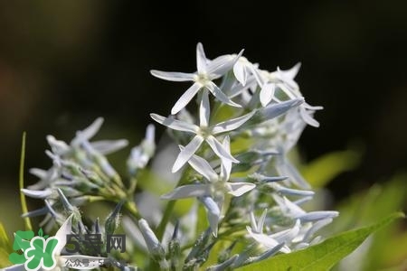 甘草有什么作用？甘草怎么吃？