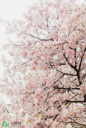 櫻花粉是什么顏色？櫻花粉口紅試色