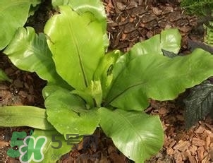 負(fù)卡路里的食物有哪些？負(fù)卡路里食物真的吃不胖嗎？