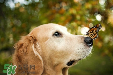 禽流感可以養(yǎng)狗嗎？禽流感期間能養(yǎng)狗嗎？