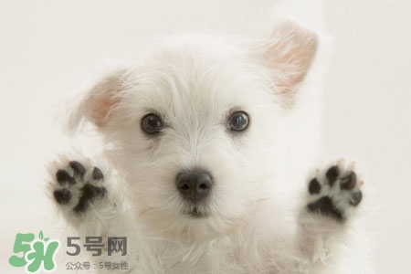 禽流感可以養(yǎng)狗嗎？禽流感期間能養(yǎng)狗嗎？