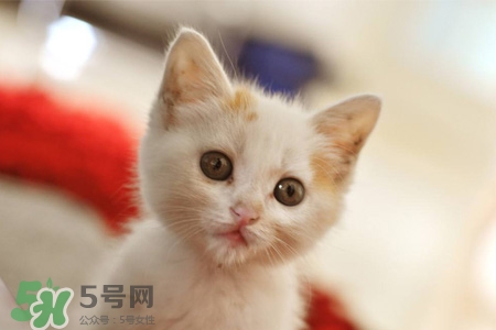 禽流感可以養(yǎng)貓嗎？禽流感期間能養(yǎng)貓嗎？