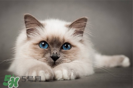 禽流感可以養(yǎng)貓嗎？禽流感期間能養(yǎng)貓嗎？