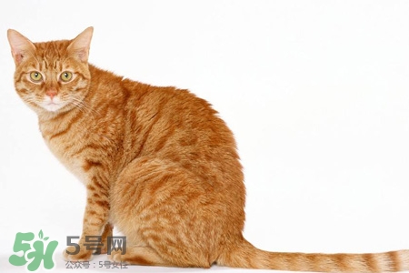 禽流感可以養(yǎng)貓嗎？禽流感期間能養(yǎng)貓嗎？