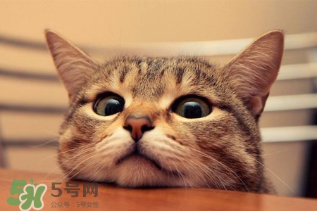 禽流感可以養(yǎng)貓嗎？禽流感期間能養(yǎng)貓嗎？