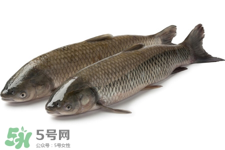 孕婦可以吃草魚嗎？懷孕了能吃草魚嗎？