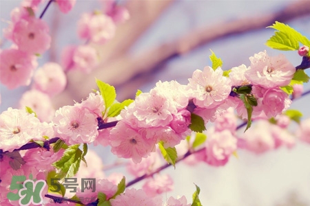 櫻花一般什么時(shí)候開？櫻花一般幾月份開？