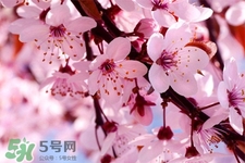 韓國(guó)幾月份能看到櫻花？2017韓國(guó)櫻花開(kāi)放時(shí)間