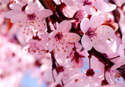3月初日本的櫻花開了嗎？2017年日本櫻花季預(yù)測(cè)