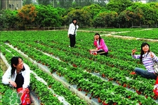 4月份可以摘草莓嗎？四月份有草莓可以摘嗎？