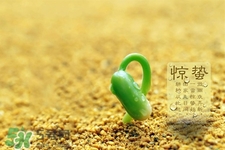 驚蟄節(jié)氣吃什么水果？驚蟄養(yǎng)生吃什么水果好？