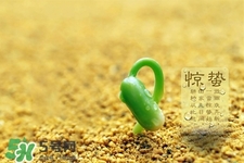 驚蟄如何養(yǎng)生？驚蟄前后如何養(yǎng)生？