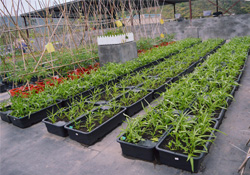 4月份可以種什么菜？四月份種什么菜好？