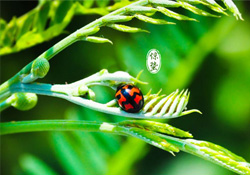 驚蟄節(jié)氣吃什么水果？驚蟄養(yǎng)生吃什么水果好？