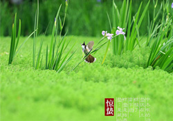 驚蟄出生的孩子好嗎？2017驚蟄出生的人運勢好嗎？