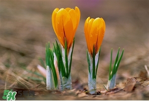 春季養(yǎng)生要點(diǎn) 春季養(yǎng)生的方法 春季養(yǎng)生要點(diǎn) 春季養(yǎng)生的方法