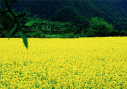 3月份能看到油菜花嗎？三月份有油菜花看嗎？