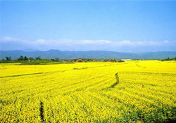 油菜花幾月開？油菜花什么季節(jié)開？