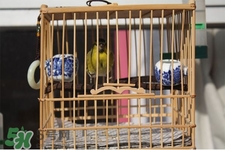 禽流感期間能接觸鳥糞嗎？碰到鳥糞會(huì)得禽流感嗎？