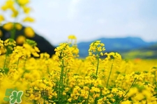 油菜花能開(kāi)多久？油菜花花期有多長(zhǎng)？