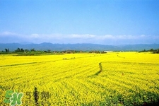 油菜花能開(kāi)多久？油菜花花期有多長(zhǎng)？