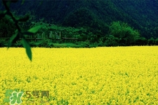 油菜花能開(kāi)多久？油菜花花期有多長(zhǎng)？