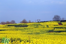 油菜花蜜為什么便宜？油菜花蜜的作用與功效