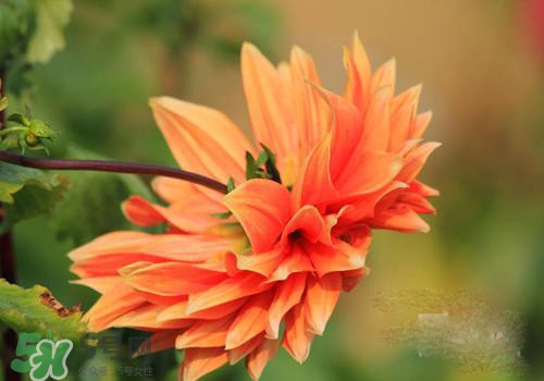 花粉過(guò)敏會(huì)遺傳嗎？花粉過(guò)敏為什么會(huì)遺傳？