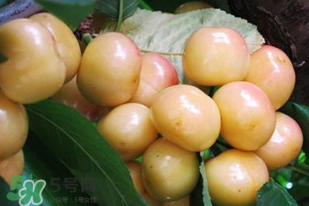 白玉櫻桃是什么？白玉櫻桃能吃嗎？